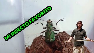 CICINDELA CAMPESTRIS UN INSECTO LETAL Y PRECIOSO  Insectos ibéricos [upl. by Enyawad]