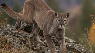 California man survives mountain lion attack that killed his brother [upl. by Tri]