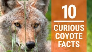 10 Curious Coyote Facts [upl. by Torbart]