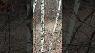 Can you spot the deer whitetails deerhunting [upl. by Myrta]