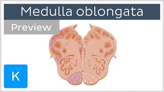 Medulla oblongata vagus nerve level preview  Human Anatomy  Kenhub [upl. by Reinert179]