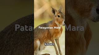 Patagonian Mara A Unique Journey [upl. by Nnylacissej]