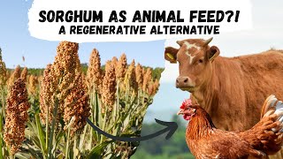 Sorghum An Alternative for Animal Feed in Regenerative Agriculture [upl. by Na]