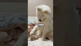 Dog Protects Kitten from Being Scolded by Owner ❤ [upl. by Carolus]