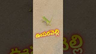 ఊసరవెల్లి oosaravelli ytshorts Chintu0895 animal [upl. by Chang]