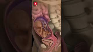 Development of fetus inside the uterus OBG Medical Nursing Bscnursing status New Viral 🔥🔥 [upl. by Bum]