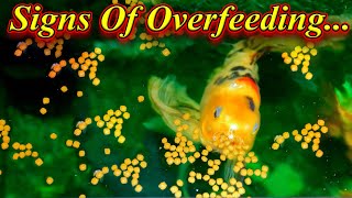 Are you Overfeeding Signs And Symptoms Things To Avoid  Fish Aquarium Tamil [upl. by Fleisher83]