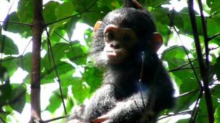 Baby chimpanzee [upl. by Mehta]