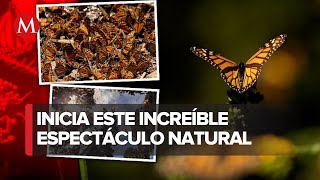 Santuarios de la mariposa monarca en Michoacán abren al público [upl. by Sillert963]