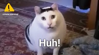 Huh Cat Meme Sound Variations in 60 seconds [upl. by Lytsyrk]