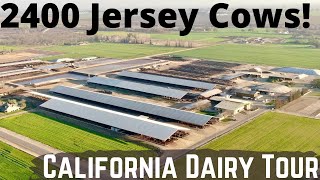 2400 Jerseys on This Beautiful California Dairy Farm [upl. by Nisen]