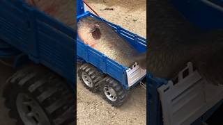 Dump Truck Transporting Fish cartoonvideo toys dumptruck shorts youtubeshorts viral [upl. by Onabru485]