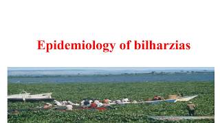 Epidemiology of bilharzia [upl. by Ainaznat]