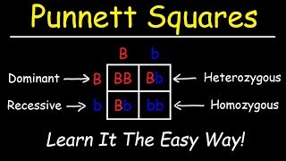 Punnett Squares  Basic Introduction [upl. by Allenrad]