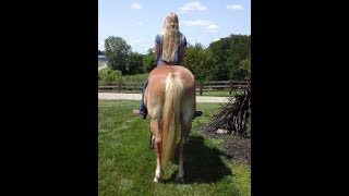 Haflinger gelding Billy being ridden bareback  horse for sale [upl. by Oirelav799]