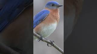 Bluebird Song Video Short Bird Sounds for Relaxation [upl. by Paff]