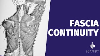 The Continuity of the Fascial System  Discovering Fascia [upl. by Bilski]