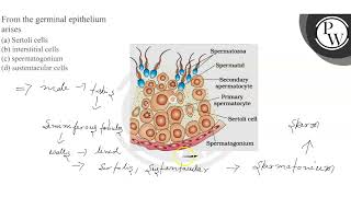 From the germinal epithelium arises a Sertoli cells b interstit [upl. by Eupheemia698]