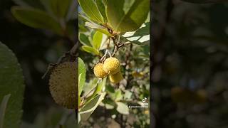 El madroño Arbutus unedo lasplantasdeteresa plantas madroño [upl. by Asilem]