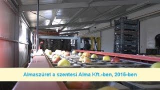 Almaszüret a szentesi Alma Kftben 2015ben [upl. by Alaunnoif]