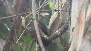 Scrubwren sp at Lake Barrine 121024 [upl. by Ytisahcal]