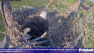 Southwest Florida Eagle Cam  Cam 4K [upl. by Kayley]