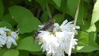 The Adventures of a Gypsy Moth Larva マイマイガ（蛾）幼虫＠ウツギ花 [upl. by Alyakcim]