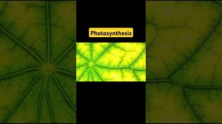 The process of photosynthesis has been happening for millions of years [upl. by Bridge]