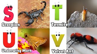 Insects ABC Song  Insects Alphabet Song  Phonics for Kids  Alphabet Letters [upl. by Yasmin]