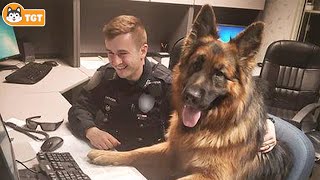 When Your German Shepherd Dog Is More Funny Than You Think [upl. by Eveleen]