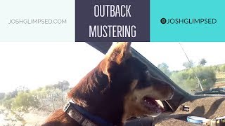 SHEEPDOG mustering 1000s of sheep on GIANT AUSTRALIAN Outback Ranch [upl. by Ahsyla]