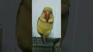 🕊️😊❤️🐤🕊️🤗parrotparrotsoundtalkingparrotcutebirdsmittobirdsindianringnickytshortsshortfeeds [upl. by Sellihca]