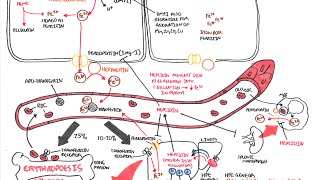 Iron Physiology [upl. by Frederick]