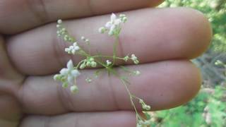 Galium mollugo hedge bedstraw false babys breath the family Rubiaceae [upl. by Hametaf]