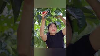 Harvest Red Pear Goes To Market Sell  Linh Bushcraft harvest bushcraft pear [upl. by Marielle]