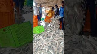 ilish fishtransportingtanding [upl. by Pansir]