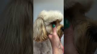 How to keep your dogs eye lashes long when trimming the fringe [upl. by Mcneely]