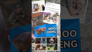 Do’s and Don’ts when visiting MooDeng 🦛 [upl. by Ahslek]