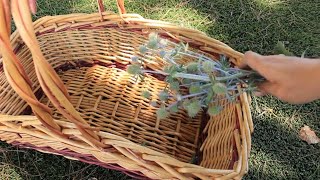 Growing Blue Sea Holly Eryngium From Bare root to Cut Flowers Harvesting amp Vase Life TipsEp 112 [upl. by Nalniuq]