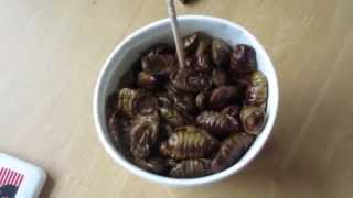 Eating Silk Worm Larvae In Korea [upl. by Yeltneb469]