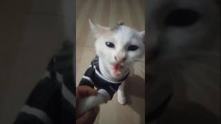 My cat doesnt like eating anymore and wants to sleep all the time😿 music song cat kittenmusic [upl. by Thenna]