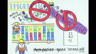 Epigenetics Methylation Acetylation and ncRNA FULL VERSION [upl. by Kisor502]