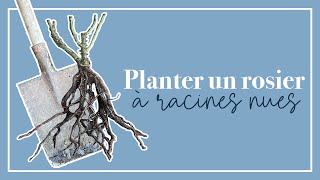 Planter un rosier à racines nues est simple [upl. by Macpherson]