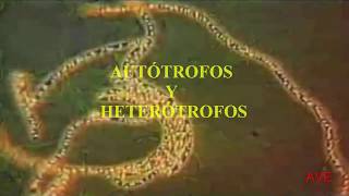 AUTÓTROFOS Y HETERÓTROFOS [upl. by Nadda]