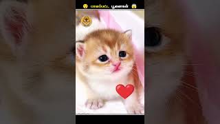 பூனைகளோட கண்கள்ல எதனால இத Apply பண்றாங்க  Cat Eye Ointment  Animal Voiceover Tamil [upl. by Niels826]