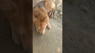 Aaj pata nahi dog ko kya ho gaya 🐕🐕🐕🐕 [upl. by Aicat]