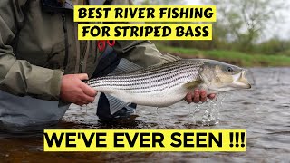 Insane Striped Bass Fishing On A River [upl. by Jaime]