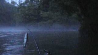 Striper Fishing in Kayak Watauga River [upl. by Paff]