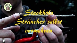 Steckholz selber machen  Strauch Busch Johannisbeere Stachelbeere vermehren [upl. by Backer298]