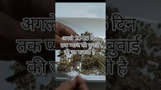 It is time for Onion Seed Germinationप्याज की बुवाई का समय आ गया हैterracegardenfarming [upl. by Isyad]